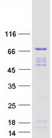 Coomassie blue staining of purified NELFA protein