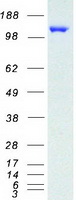 protq9h3r0 kdm4c human recombinant protein