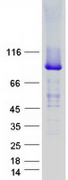 Coomassie blue staining of purified UNC45A protein