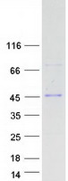 protq9h410 dsn1 human recombinant protein