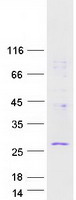 protq9h446 rwdd1 human recombinant protein