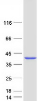 protq9h477 rbks human recombinant protein