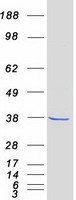 protq9h479 fn3k human recombinant protein