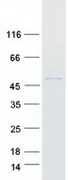 protq9h488 pofut1 human recombinant protein