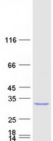 protq9h4e5 rhoj human recombinant protein