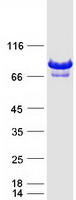 protq9h4e7 def6 human recombinant protein