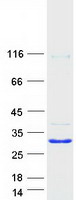 protq9h4g4 glipr2 human recombinant protein