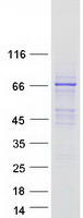 Coomassie blue staining of purified FAM83D protein