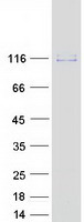 protq9h4l5 osbpl3 human recombinant protein