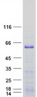 protq9h4w6 ebf3 human recombinant protein