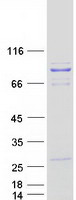 protq9h4z3 pcif1 human recombinant protein