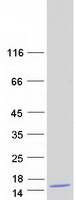 protq9h503 banf2 human recombinant protein
