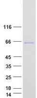 protq9h511 klhl31 human recombinant protein