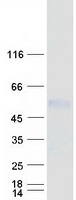 protq9h5k3 sgk196 pomk human recombinant protein
