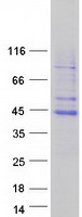 protq9h5q4 tfb2m human recombinant protein