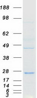 protq9h5x1 ciao2a human recombinant protein