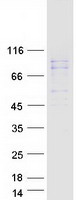 protq9h5z1 dhx35 human recombinant protein