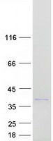 Coomassie blue staining of purified OCEL1 protein