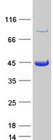 protq9h668 obfc1 stn1 human recombinant protein
