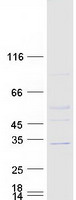 protq9h672 asb7 human recombinant protein