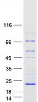 protq9h693 c16orf95 human recombinant protein