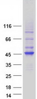 protq9h6d7 haus4 human recombinant protein