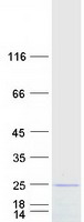 protq9h6k4 opa3 human recombinant protein