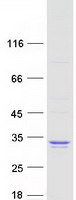 protq9h6q3 slap2 sla2 human recombinant protein