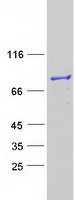 Coomassie blue staining of purified ESRP2 protein