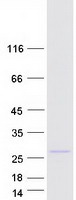 protq9h6x4 tmem134 human recombinant protein