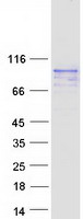protq9h6x5 c19orf44 human recombinant protein