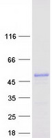 protq9h6y2 wdr55 human recombinant protein