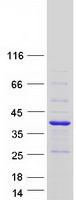 protq9h6y5 magix human recombinant protein