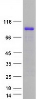 protq9h6z4 ranbp3 human recombinant protein