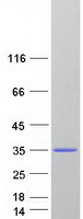 protq9h7x0 naa60 human recombinant protein