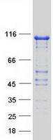 protq9h7z3 c14orf102 human recombinant protein