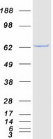 Coomassie blue staining of purified ACAD9 protein