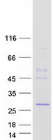 Coomassie blue staining of purified VCPKMT protein