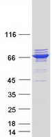 protq9h892 ttc12 human recombinant protein