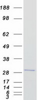 protq9h898 zmat4 human recombinant protein