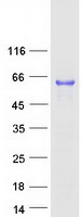 Coomassie blue staining of purified CAAP1 protein