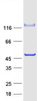 protq9h8k7 c10orf88 human recombinant protein
