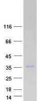 protq9h8w4 plekhf2 human recombinant protein