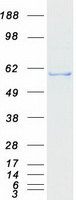 protq9h8x2 ippk human recombinant protein