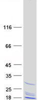 protq9h902 reep1 human recombinant protein