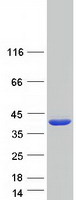 protq9h903 mthfd2 mthfd2l human recombinant protein