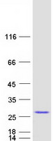 protq9h910 jpt2 human recombinant protein