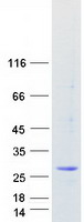 Coomassie blue staining of purified MED20 protein