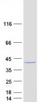Coomassie blue staining of purified WDR54 protein