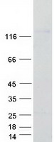 Coomassie blue staining of purified SYNPO2L protein